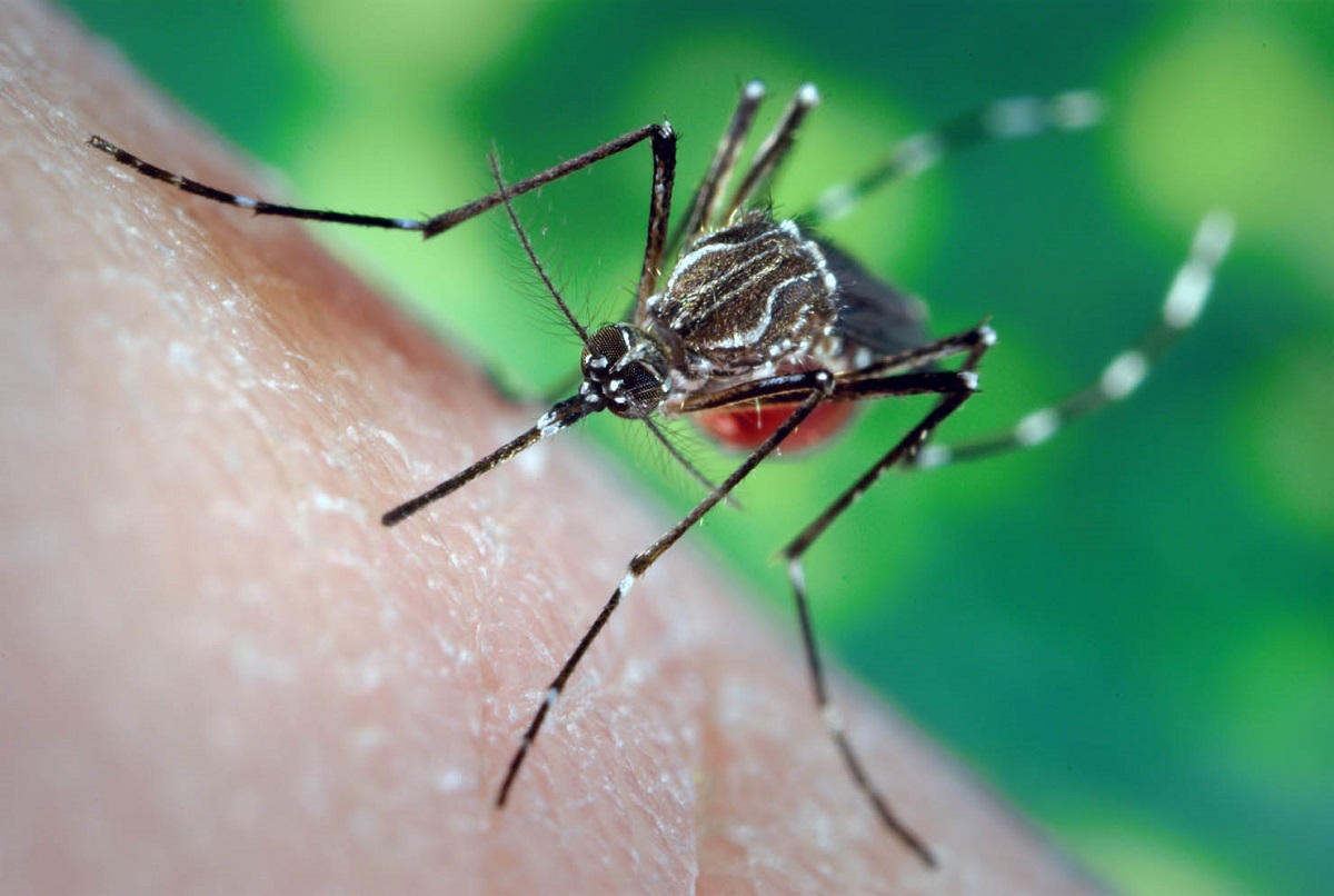 Cosa succederebbe se le zanzare si estinguessero?