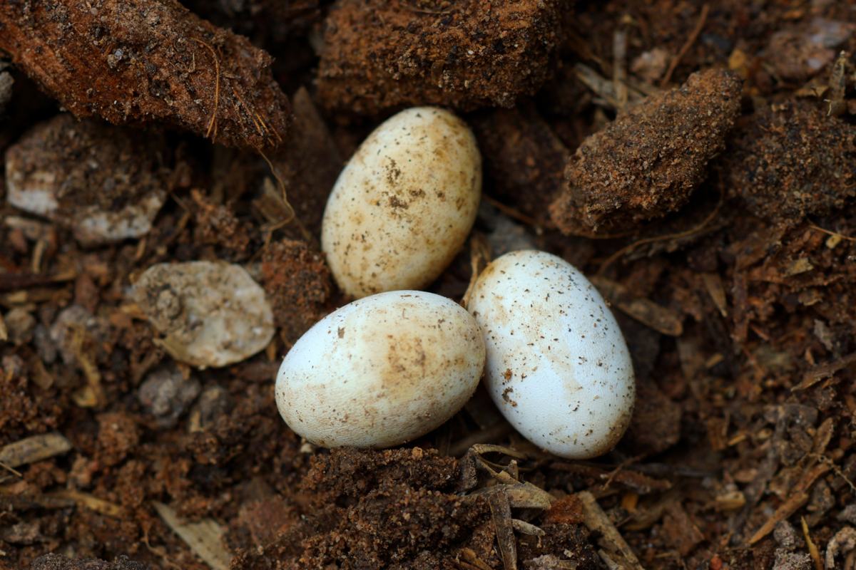 Tutti i rettili preistorici deponevano le uova?
