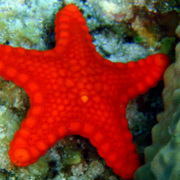 Le stelle marine possono farsi ricrescere braccia e organi interni?