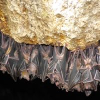 Perché i pipistrelli vivono nelle grotte?
