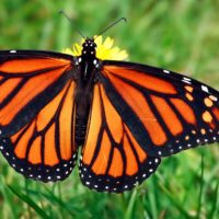 Quanto migrano le farfalle monarca?