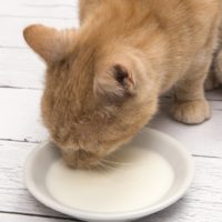 Il latte fa bene ai gatti?