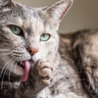 Perché i gatti si leccano sempre?