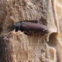Come si formano i tarli del legno?