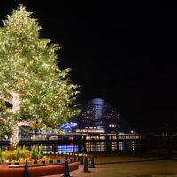 Com'è fatto l'albero di Natale perfetto?