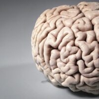 Sarà mai costruito un cervello umano in provetta?