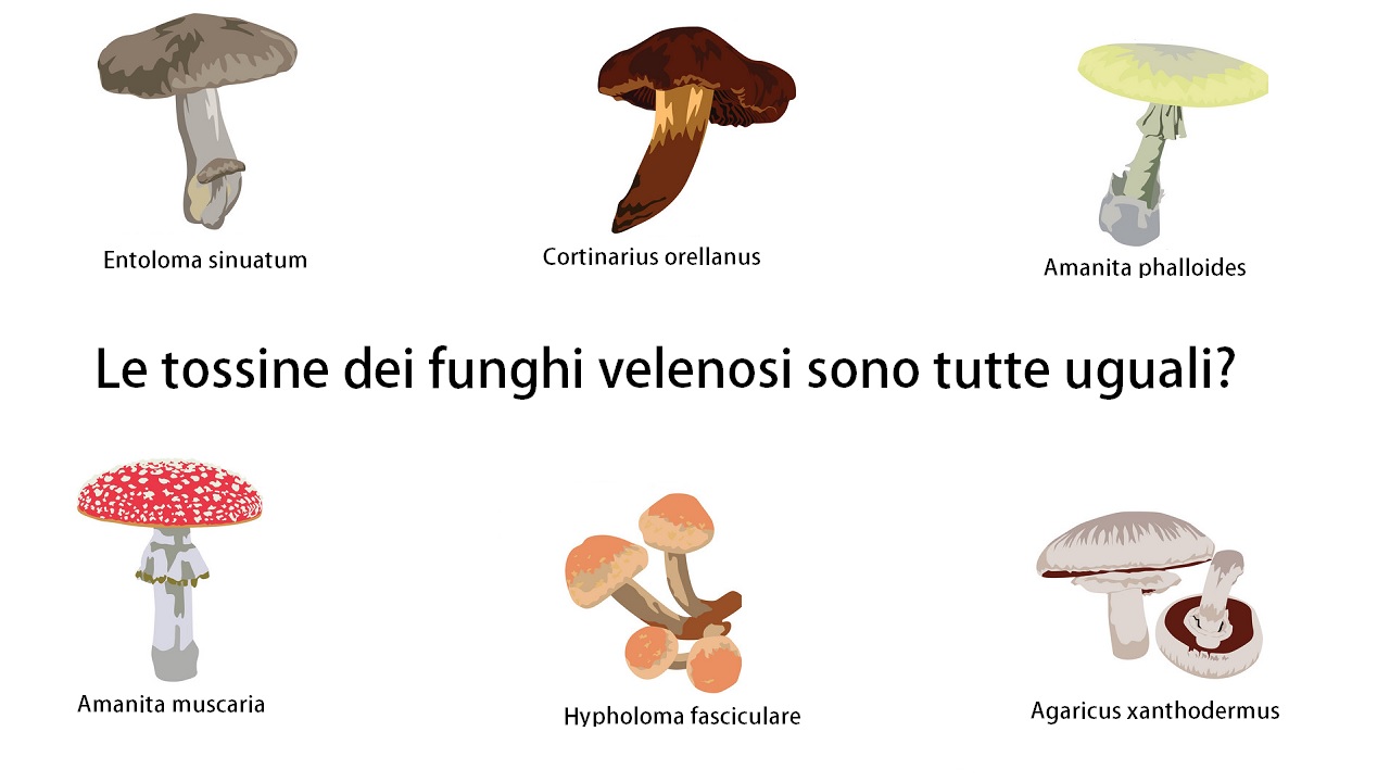 Quali tossine hanno i funghi velenosi?