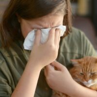 Perché i gatti danno più allergie rispetto agli altri animali?