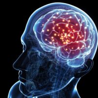 Il cervello umano è il più connesso?